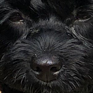 Meet your Posher, Sophia